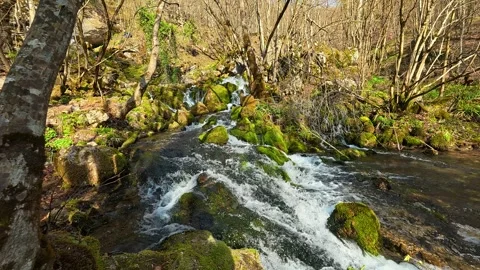 Clear stream rushes over mossy rocks. Grza River Spring, Serbia 스톡 동영상 332373663