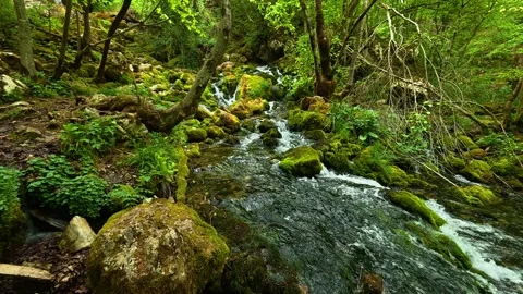 Clear stream rushes over mossy rocks. Grza River Spring, Serbia Видео 334467056