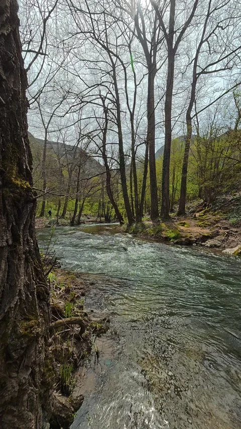 Clear stream rushes through forested valley. Balkan, Eastern Europe, POV Vídeos de archivo 333634755