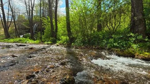 Clear stream rushes through mossy forest floor. Balkan, Eastern Europe, POV Stock Footage 333588254