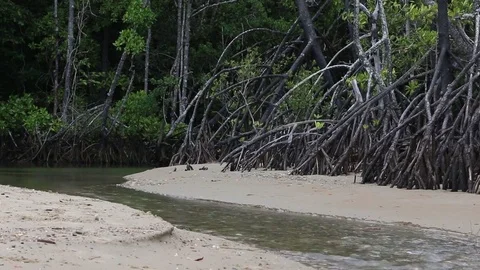 Clear stream through Mangrove forest Stock Footage 71231654