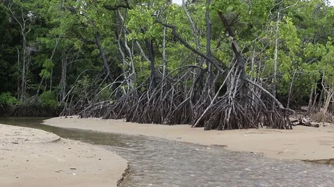 Clear stream through Mangrove forest Stock Footage 71231657