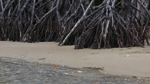 Clear stream through Mangrove forest Stock Footage 71231672