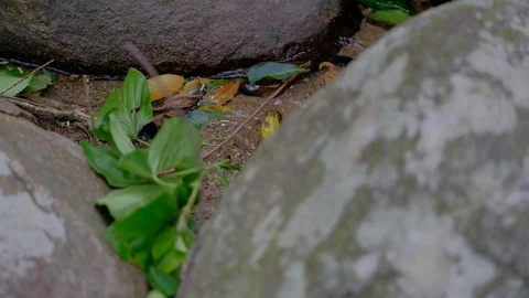 The clear stream in the tropical rain forest flows slowly 스톡 동영상 108709723