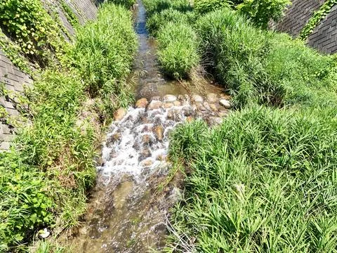 Clear stream tumbles over rocks, surrounded by green grass Fotos Stock