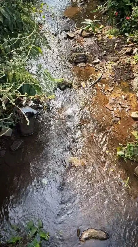 A Clear Stream Of Water Flowing Calmly Over The Rocks Stock Footage 339317350