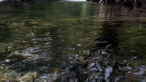 Clear Stream Water Flowing Gently Over Rocks, Forest Creek, Low Angle Shot Stock Footage 325646265
