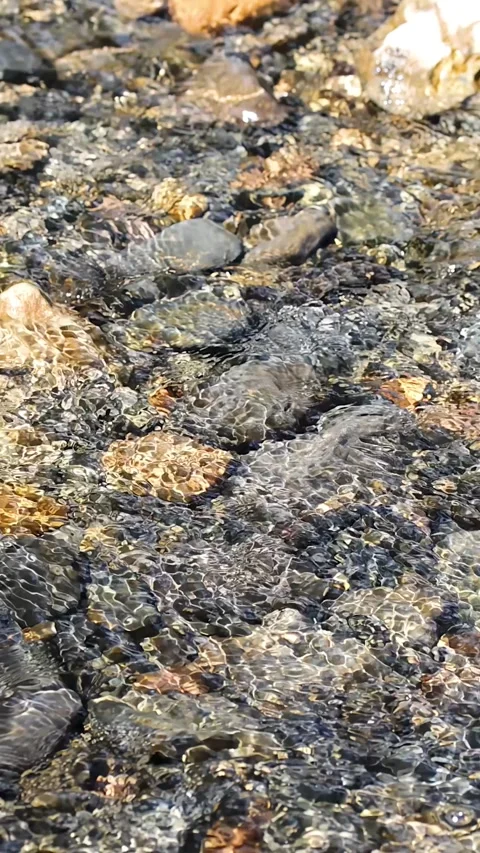 Clear Stream Water Flowing Over Rocky Creek Bed in Forest Stock Footage 317361779