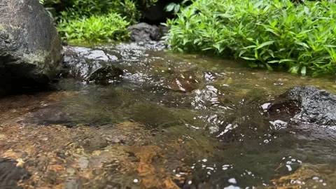 Clear Stream Water Flowing Over Rocks in Lush Green Forest, Pan Up Shot Stock Footage 324851426