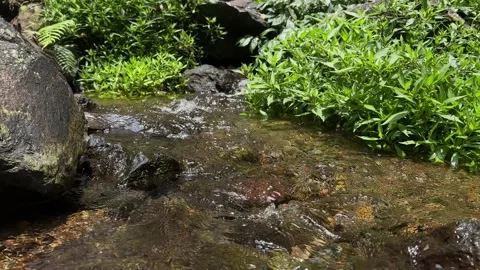Clear Stream Water Flowing Over Rocks in Lush Green Forest, Upward Pan Stock Footage 324851481
