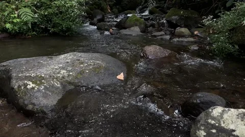 Clear Stream Water Flowing Over Rocks in Tropical Forest, Medium Shot Video stock 324851737
