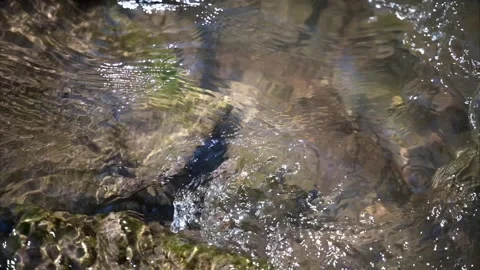 Clear stream water flowing over submerged rocks in a shallow forest creek bed Stock Footage 342327446