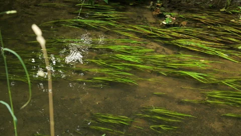 Clear stream water flowing over green river grass Stock Footage 343860765