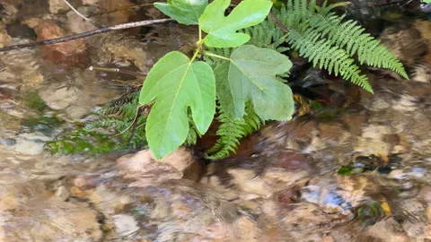 Clear stream water flowing over pebbles beside fig leaves and fern in a fores 스톡 동영상 347630670