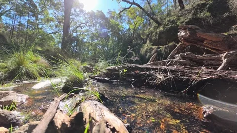 Clear Stream Water Flowing Past Fallen Logs in Forest Bushland Stock Footage 345691910