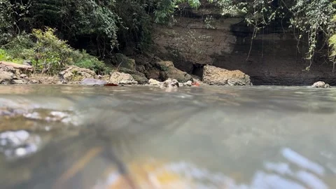 Clear Stream Water Flowing Through Lush Jungle, Surface Level Shot Stock Footage 325303916
