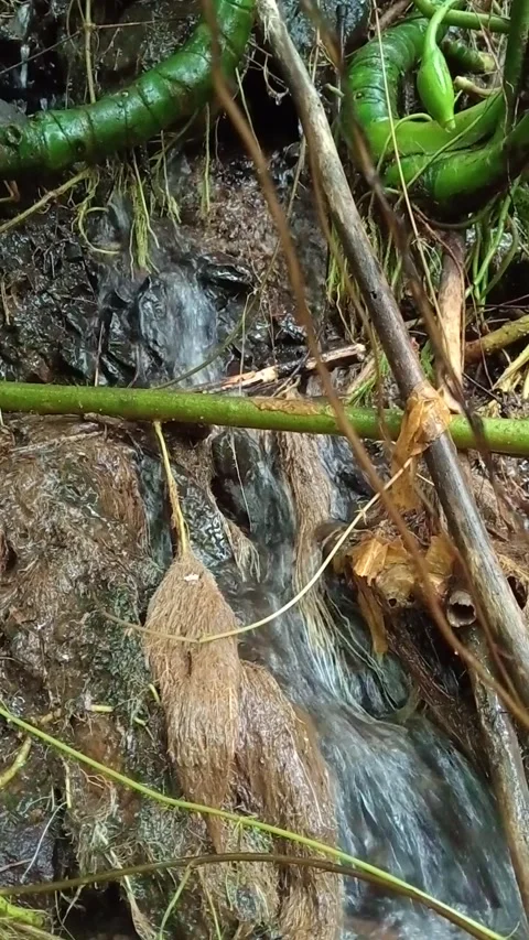 Clear Stream Water Flowing Through Grass and Rocks Nature Close-Up Stock Footage 330539227