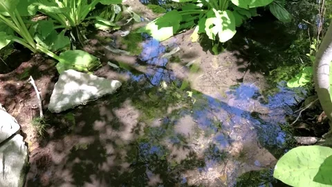 Clear stream water flowing through lush green plants Stock Footage 338052319