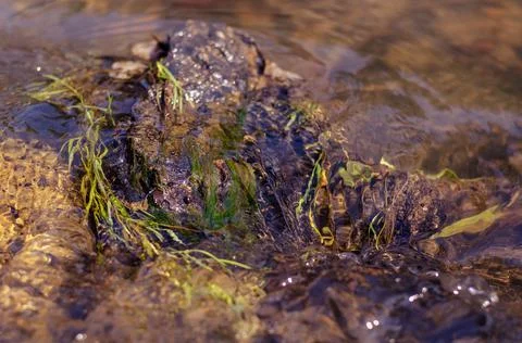 A clear stream of water flows around a rock with algae. The swift current of  Foto stock