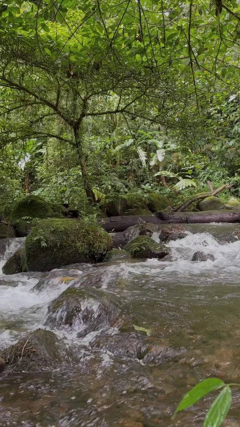 Clear Stream Water Rushing Over Mossy Rocks in Lush Green Rainforest, Vertical Stock Footage 324500389