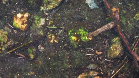 Clear stream water surface on rainy day Stock Footage 202237380