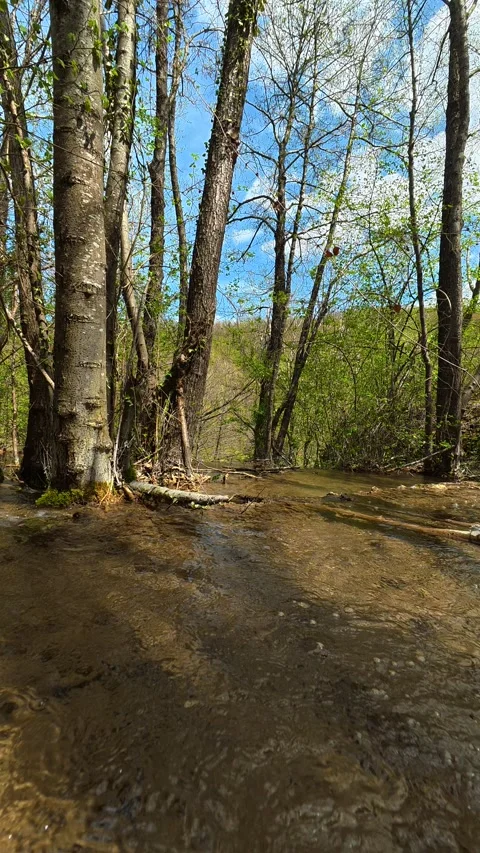 Clear stream winds through tall. Bigar Waterfall, Serbia. Vertical Видео 333699882