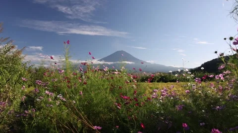 Clear Sunlit View of Mount Fuji Framed By Colorful Flowers Vídeo Stock 328130053