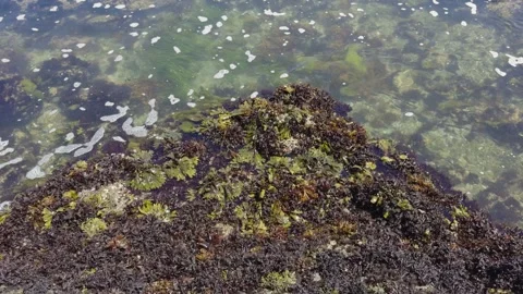 Clear tide water gently washes over seaweed-covered rocks Stock Footage 341073466