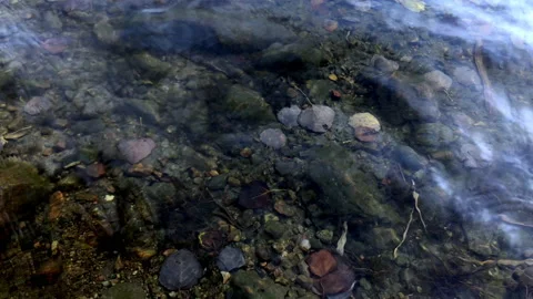 Clear transparent water surface. A Swedish forest lake in the fall time. Stock Footage 156815544