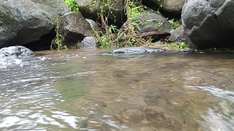 Clear tropical river flowing over rocky riverbed Stock Footage 329892081