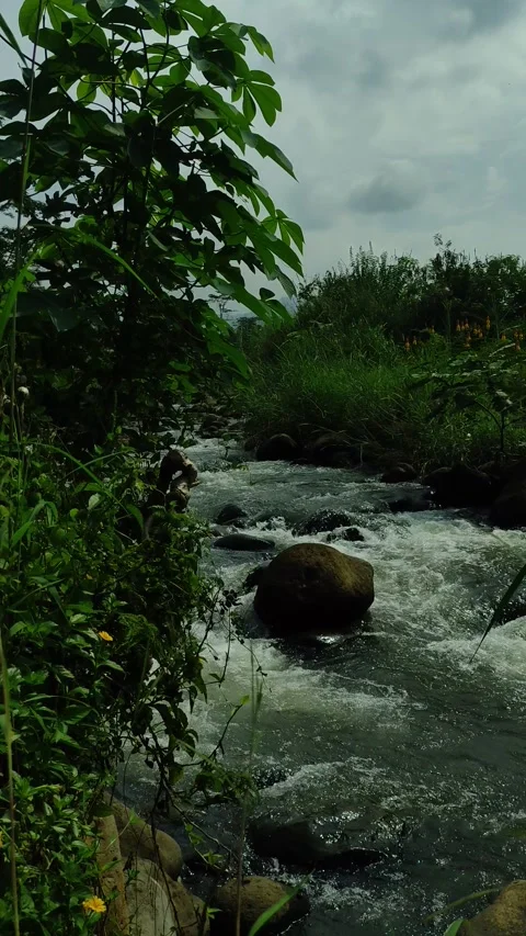 Clear Tropical River Flowing Over Natural Stones in Indonesia Stock Footage 334764254