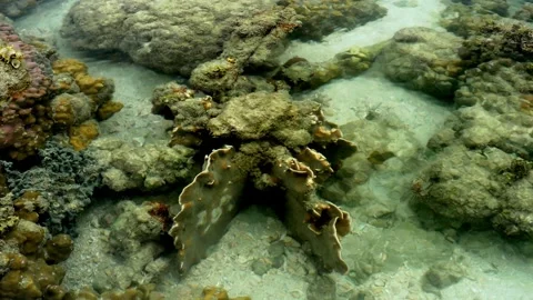 Clear Tropical Tide Pool with Coral Formations and Sandy Bottom Stock Footage 339545883