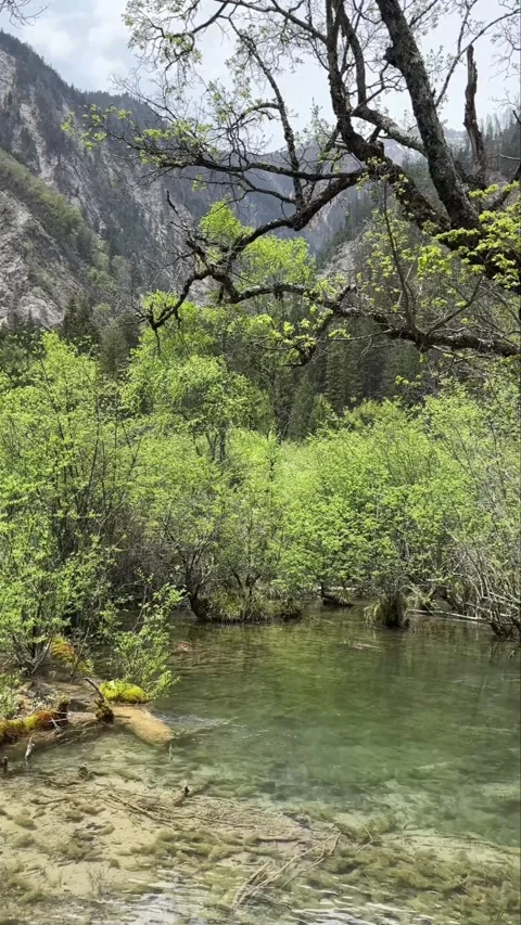 Clear Turquoise Water Flows Through Lush Green Trees in Jiuzhaigou Valley Si Видео 336878755