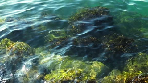 Clear turquoise water gently ripples over rocky seabed with visible seaweed Stock Footage 344810716