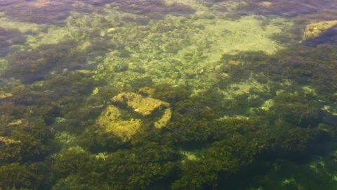 Clear Underwater View with Algae and Rocks Stock Footage 280257208