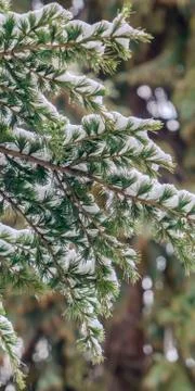 Clear Vertical Close up of a tree with lush green leaves dusted with powdery Stock Photos