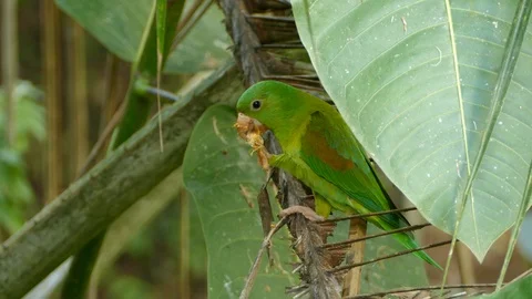 Clear view of beautiful small parrot feeding in the wild under sun light Stock Footage 99006176