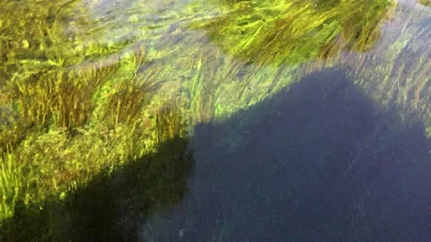 Clear view of underwater weeds pass by as the boat travels Stock Footage 137020363