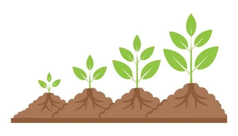 Clear visual guide of plant life cycle, including seed, root, sprout, and s.. Stock Illustration