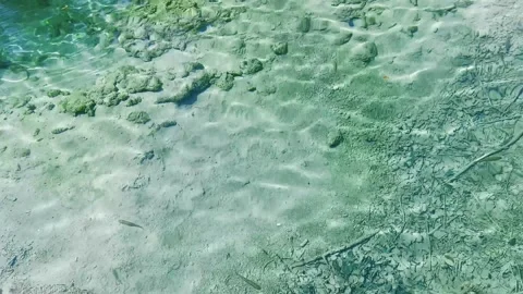 Clear water and small fish Stock Footage 259411038