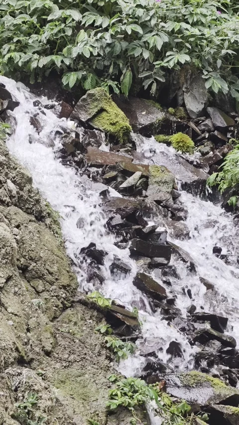 Clear water cascading down mossy rocks in forest stream Stockbeeldmateriaal 347214863