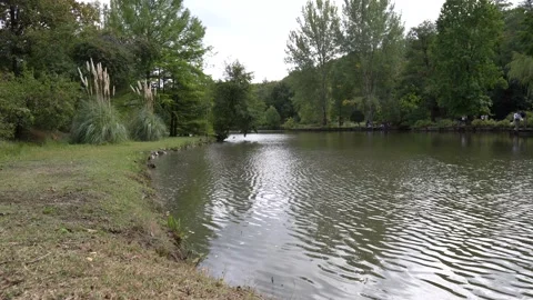 Clear Water Covered With Trees Video stock 163823141