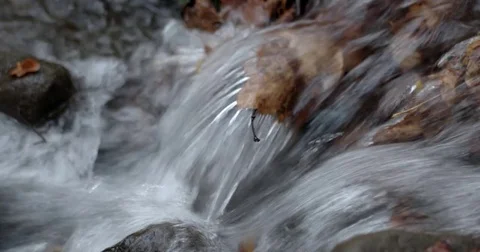 Clear Water Creek Streaming Through Autumn Forest With Yellow Leaves Stock Footage 71269356