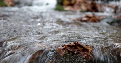 Clear Water Creek Streaming Through Autumn Forest With Yellow Leaves Vidéo 71269362