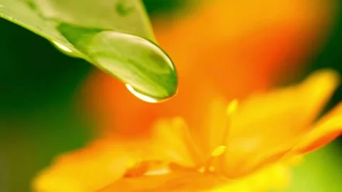 Clear water drop falling from leaf onto orange flower Stock-Footage 332285086