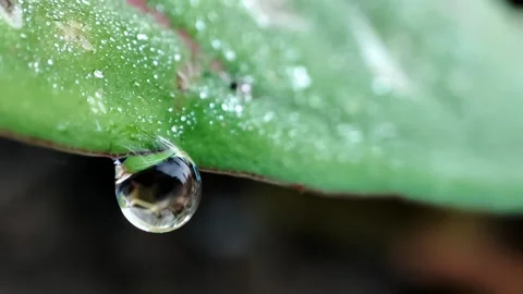 Clear water drop Stock Footage 165588661