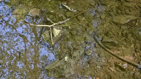 Clear water floating in a small, flat river in the forest, 4K Stock Footage 155883661