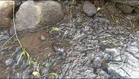 Clear water flow in the river. rocks in the river Stock Footage 311123328