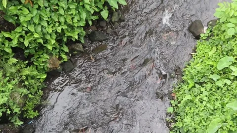 Clear water flow in shallow rivers Stock Footage 234149487