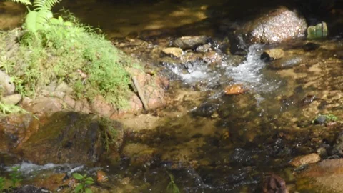 Clear water flower flows in the forest Stock Footage 129694056